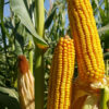 PL 538