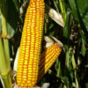 PL 538
