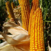 PL 538